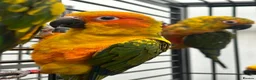 Mixed Breed birds for sale: Various Stunning Range Birds  - Advert 5