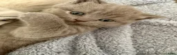 British Shorthair cats for sale: British shothair cute kittens  - Advert 14