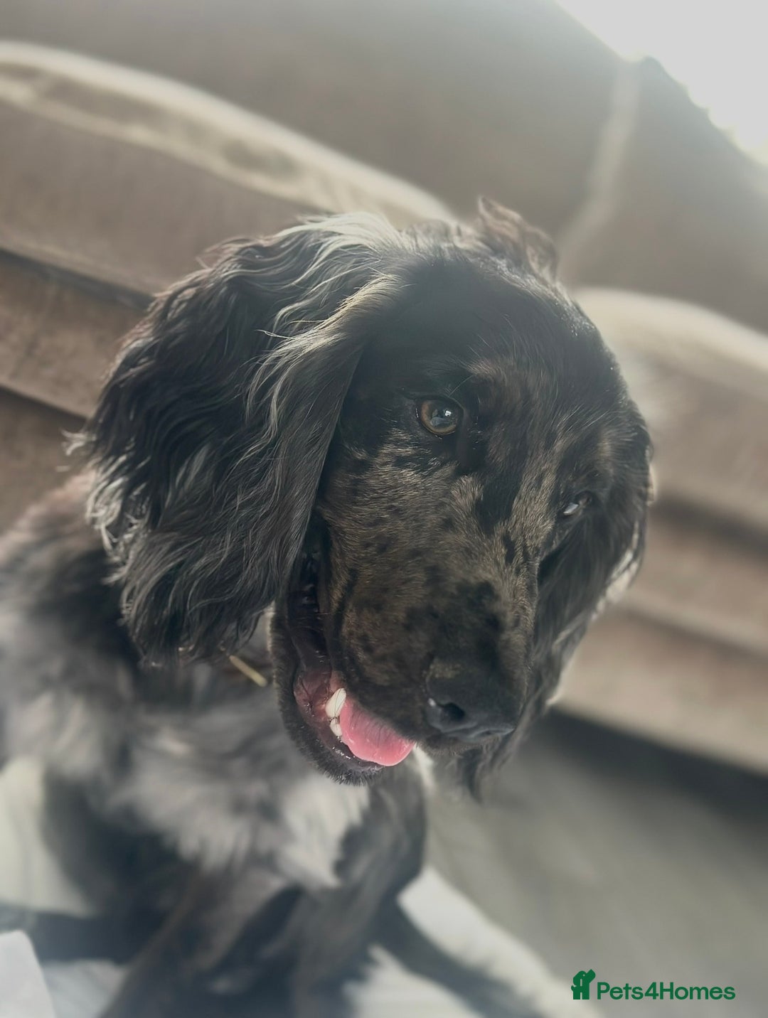 Cocker Spaniel dogs for sale: Beautiful Merle cocker spaniel - Advert 4