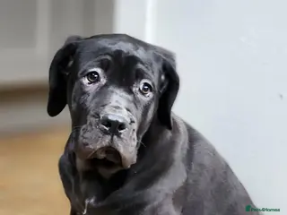 Cane Corso dogs Champion Blood Line Cane Corso Puppies - Advert 9