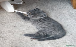 Scottish Fold cats for sale: 4 lovely kittens looking for new family  - Image 8