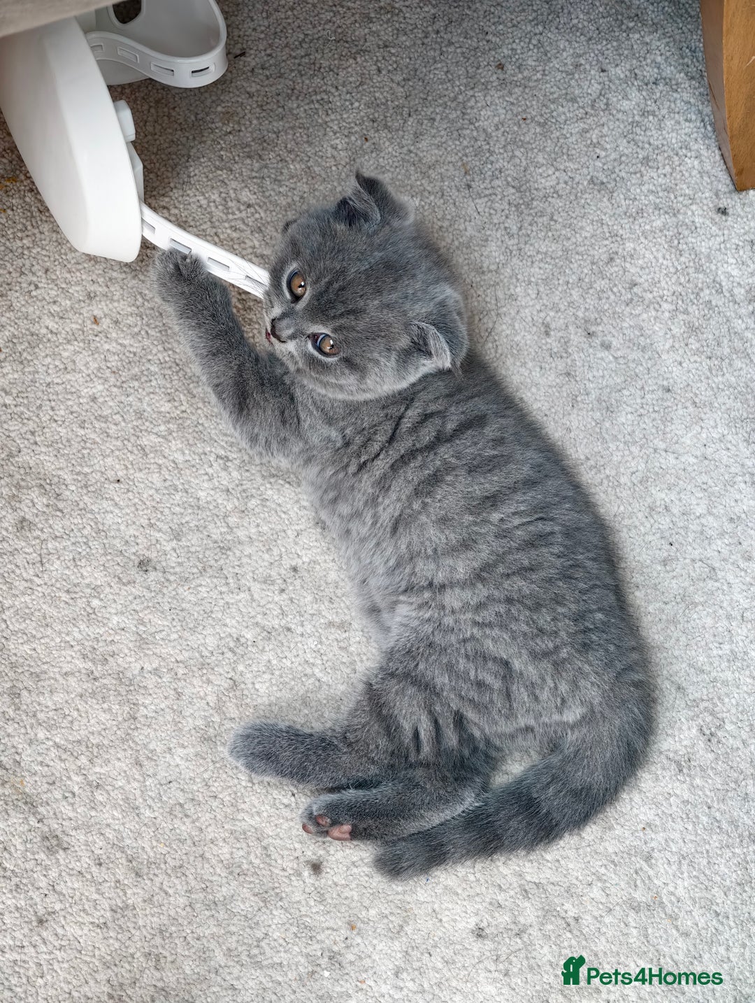 Scottish Fold cats for sale: 4 lovely kittens looking for new family  - Image 8