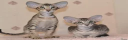 Oriental cats for sale: Tica Oriental kittens for reservation - Advert 6