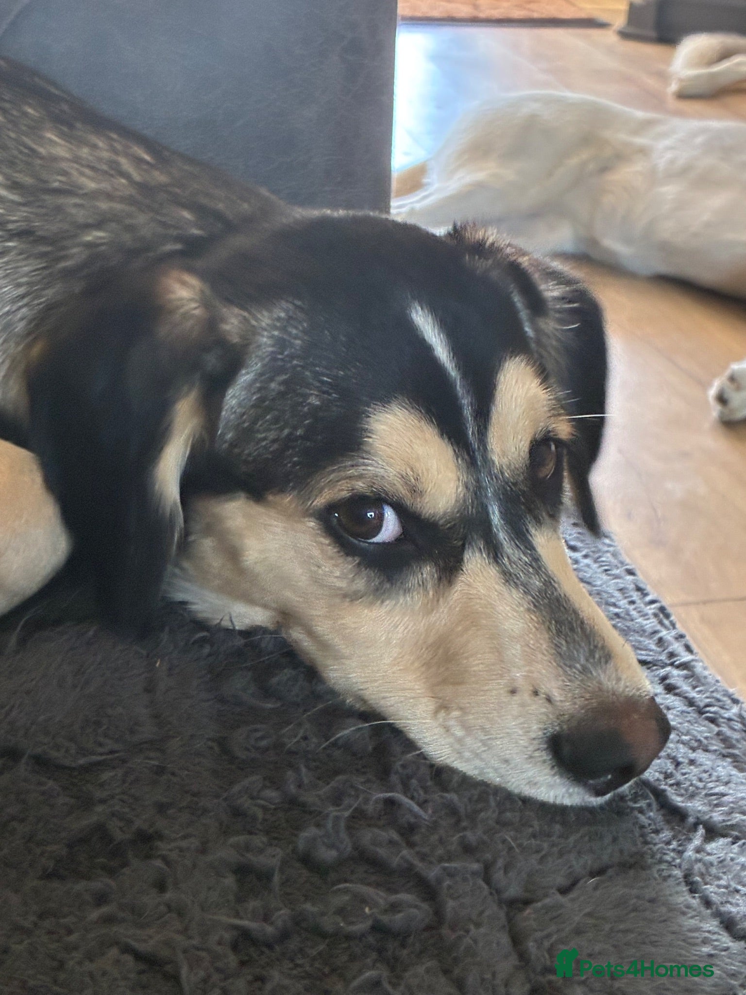 Mixed Breed dogs Cocker Spaniel x Husky Puppies - Advert 1