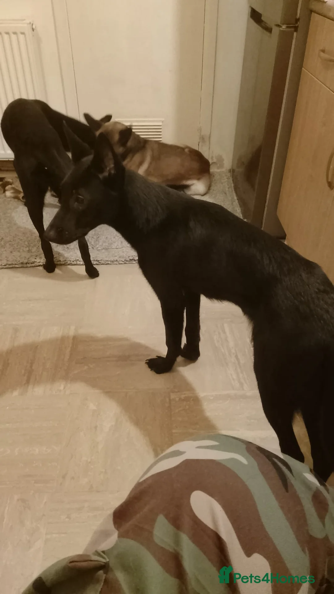 Belgian Shepherd Dog dogs for sale: Belgian malinois puppies  - Advert 2