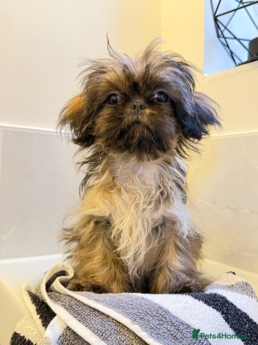 Shih Tzu dogs for sale: 2 x  Imperial Shihtzu - Advert 18