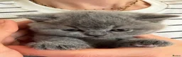 British Shorthair cats for sale: British shorthair kittens for sale  - Advert 9