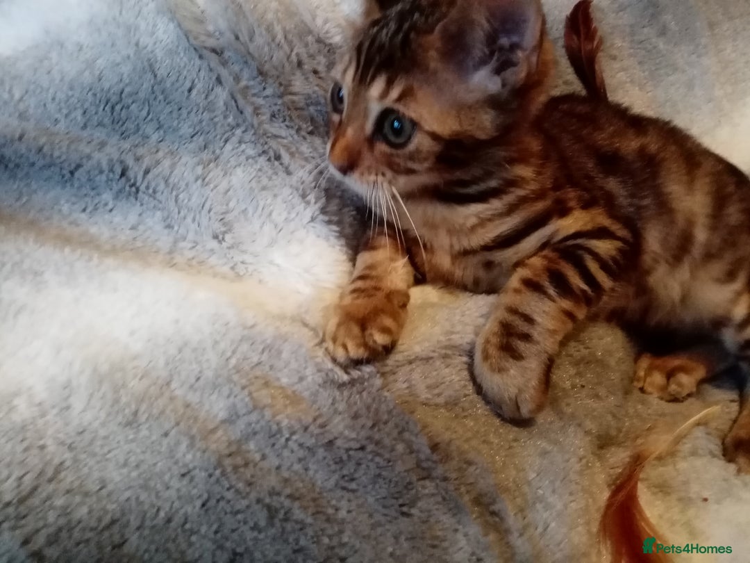 Mixed Breed cats for sale: Cute and Playful Kittens - Advert 25