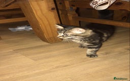 Maine Coon cats for sale: Female Tabby Kitten Ready for Rehoming  - Image 7