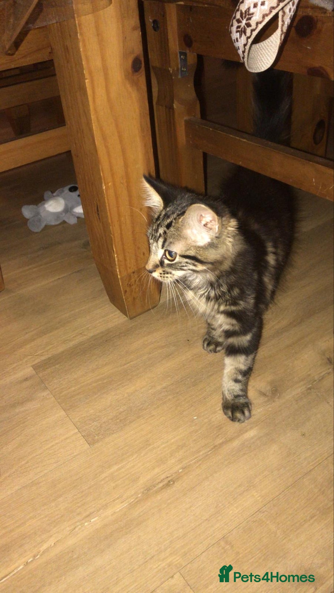 Maine Coon cats for sale: Female Tabby Kitten Ready for Rehoming  - Image 7