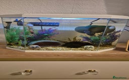 Shrimps fish for sale: Shrimp tank for sale  - Image 1