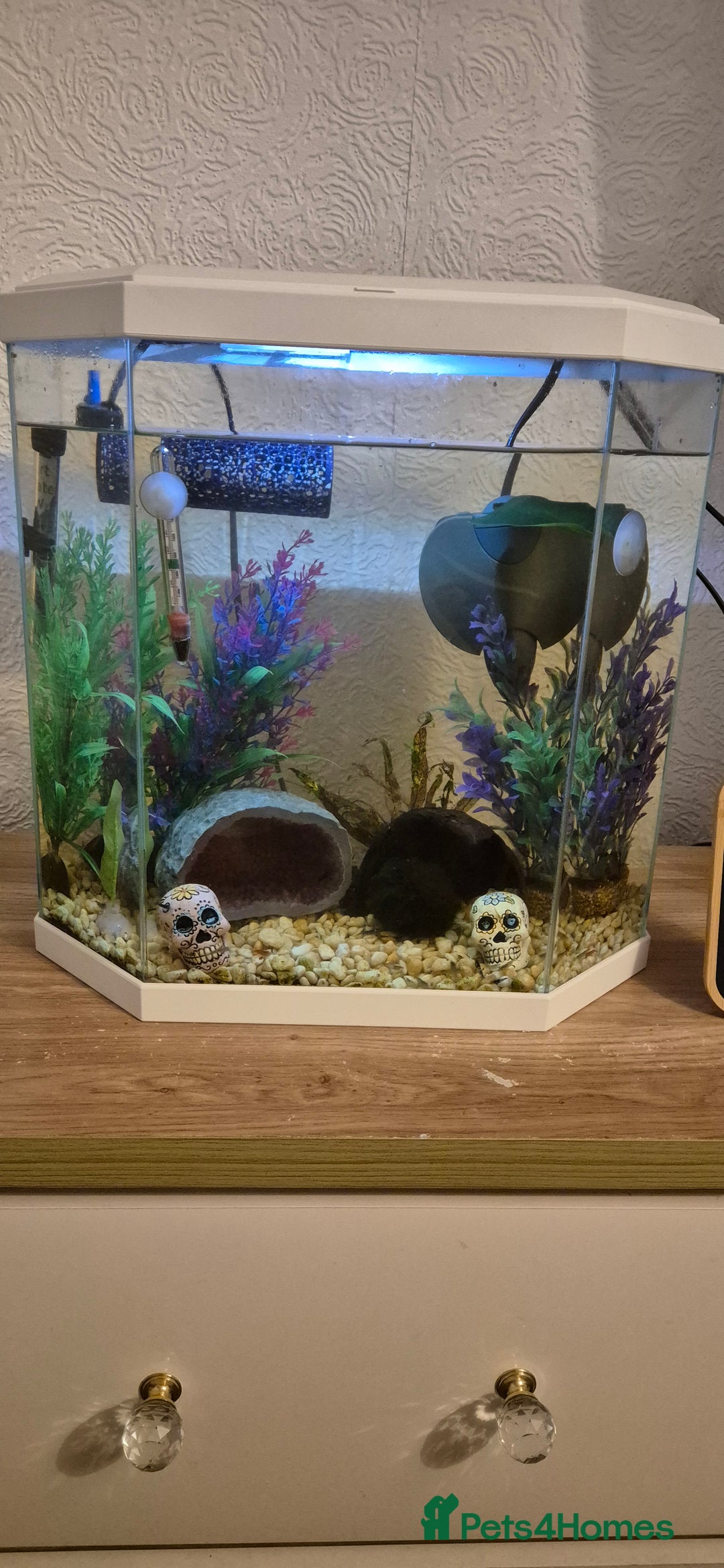 Shrimps fish for sale: Shrimp tank for sale  - Image 1
