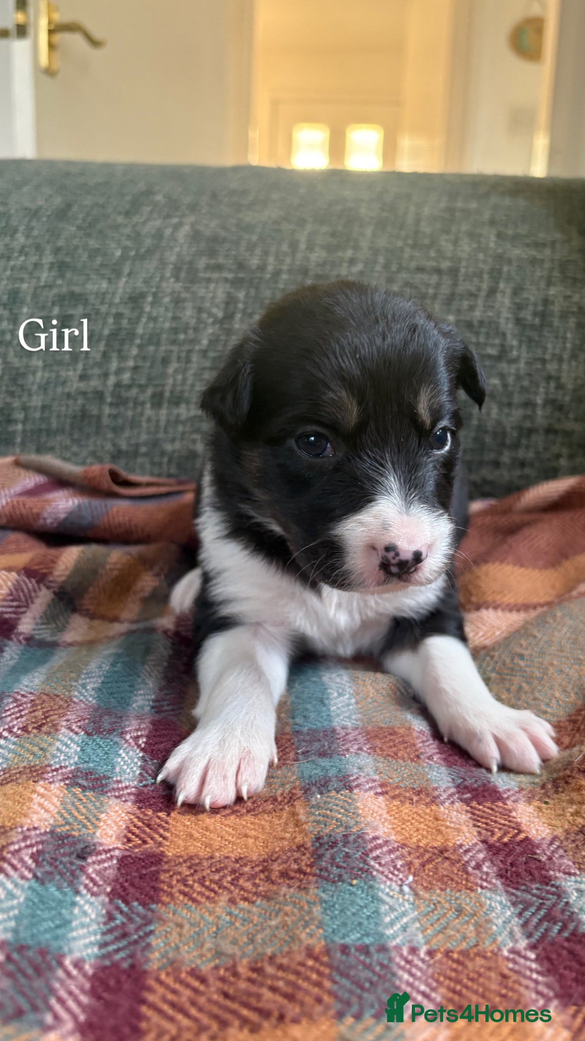 Mixed Breed dogs Beautiful Collie X Kelpie puppies available!🐶 - Advert 8