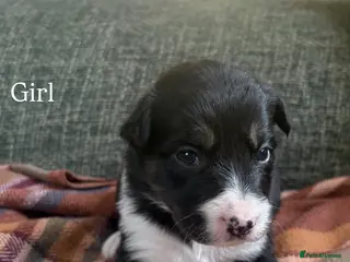 Mixed Breed dogs Beautiful Collie X Kelpie puppies available!🐶 - Advert 8