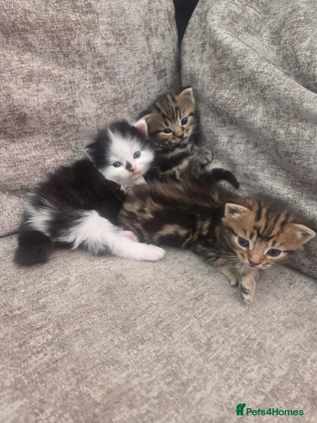 Persian cats for sale: Mother is a Long haired Doll faced Persian, - Advert 2