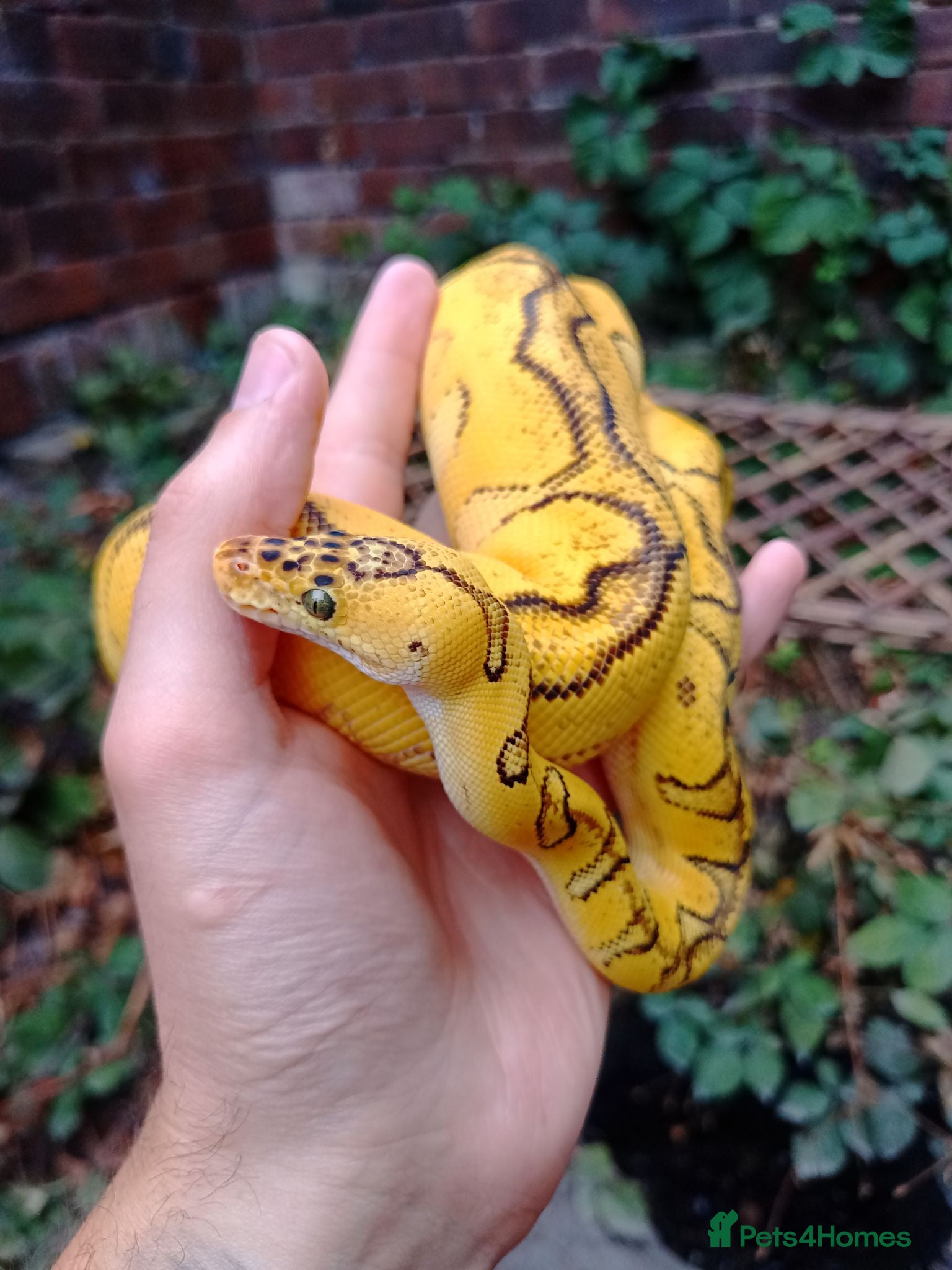 Python Snake reptiles CB25 Bongo, Pastel, Enchi, red stripe, clown (P OD - Advert 8