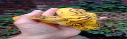 Python Snake reptiles for sale: CB25 Bongo, Pastel, Enchi, red stripe, clown (P OD - Advert 1