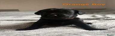 Cockerdor Puppy - Orange