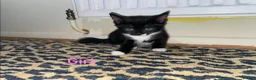 European cats for sale: Kittens ready to go  - Advert 5