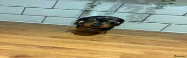 Dachshund 5