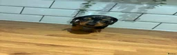 Dachshund dogs for sale: Beautiful dachshund puppies - Advert 15