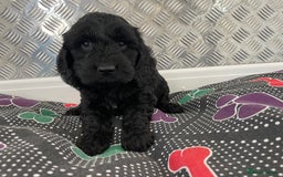 Cockapoo dogs for sale: F1 Cockapoo puppies for sale  - Image 26