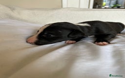 Whippet dogs for sale: Whippet/bedlington + whippet/collie - Image 11