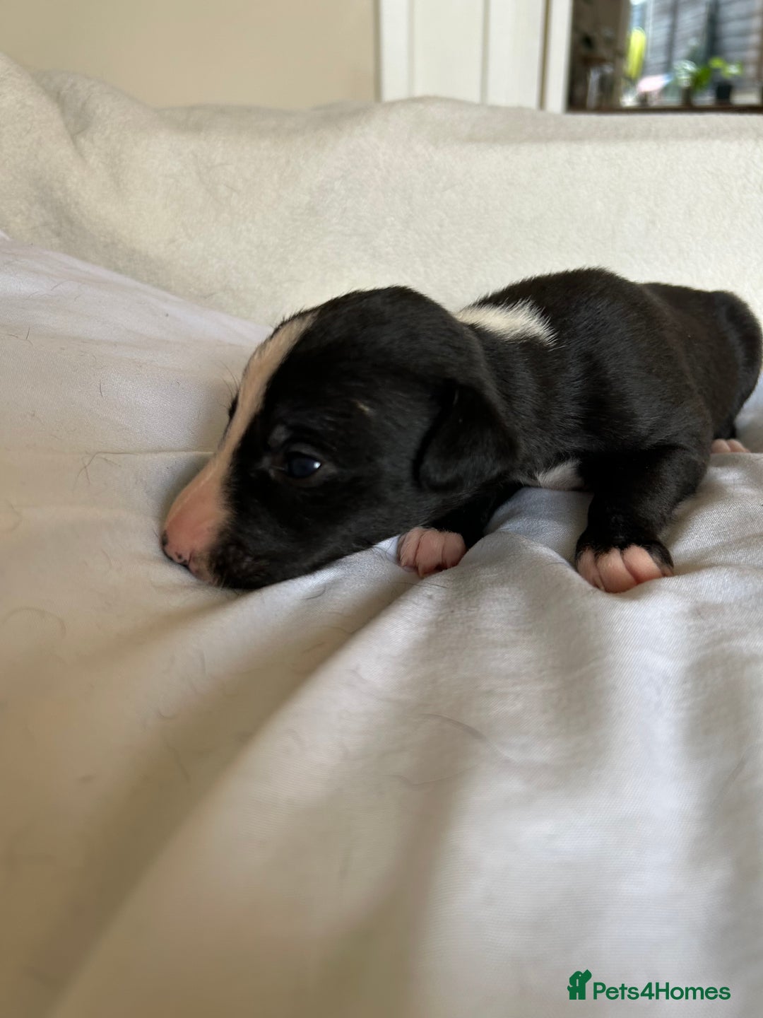 Whippet dogs for sale: Whippet/bedlington + whippet/collie - Image 11
