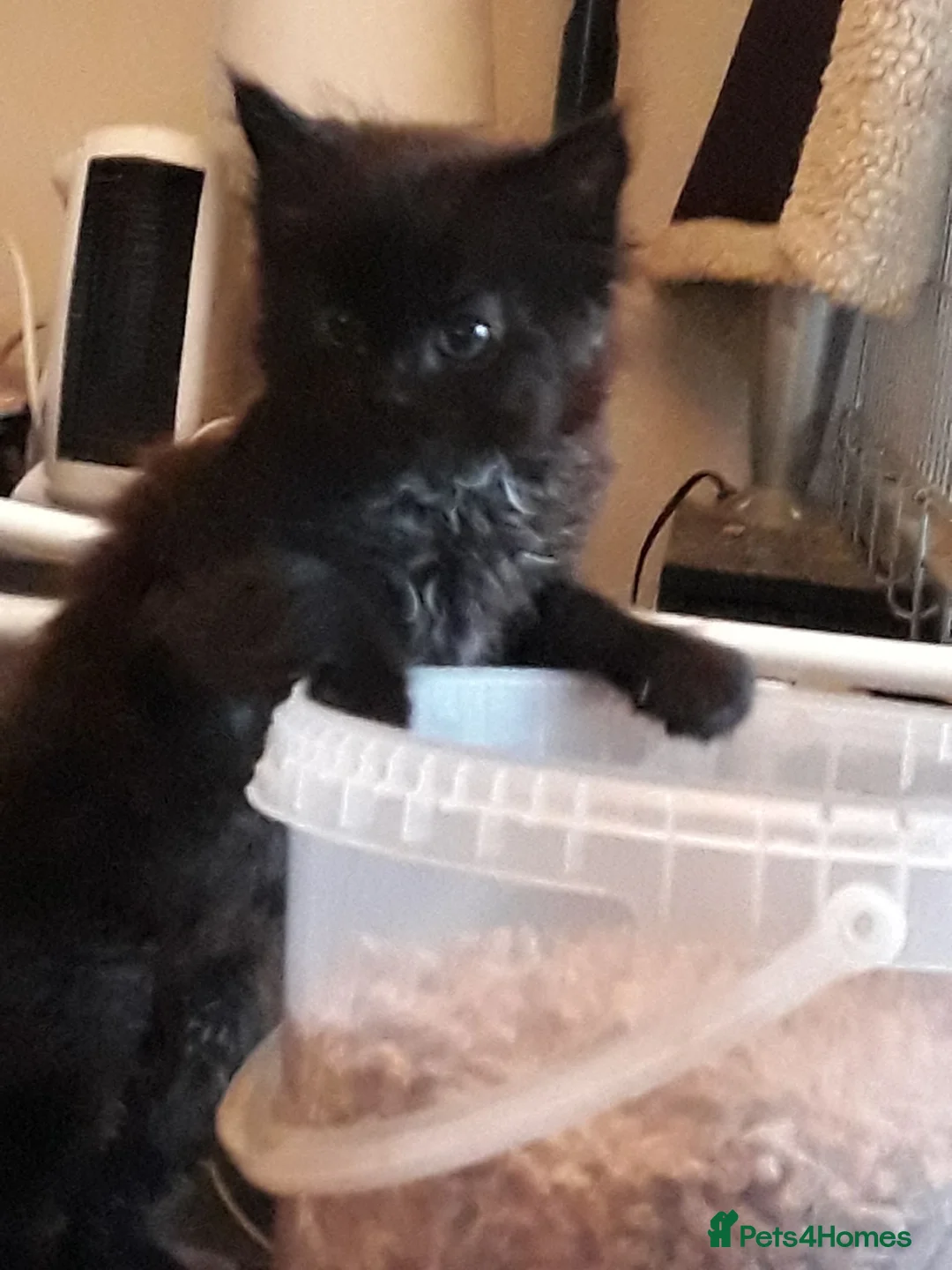 Mixed Breed cats for adoption: 3 Lovely rescue kittens in Potters Bar - Advert 1