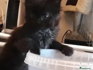 Mixed Breed cats 3 Lovely rescue kittens - Advert 1