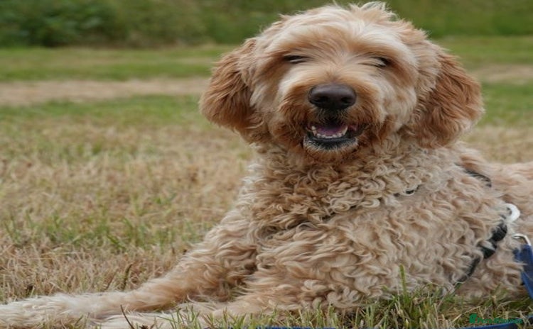 Mixed Breed dogs for adoption in Waltham Abbey - Advert 1