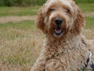 Mixed Breed dogs in Waltham Abbey - Advert 25
