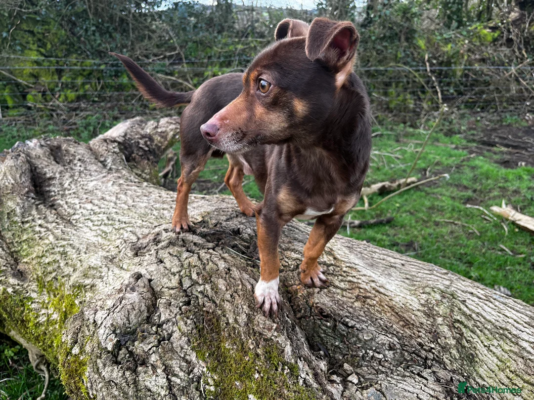 Jack Russell dogs for stud: Jack Russell - Miniature  - Advert 2