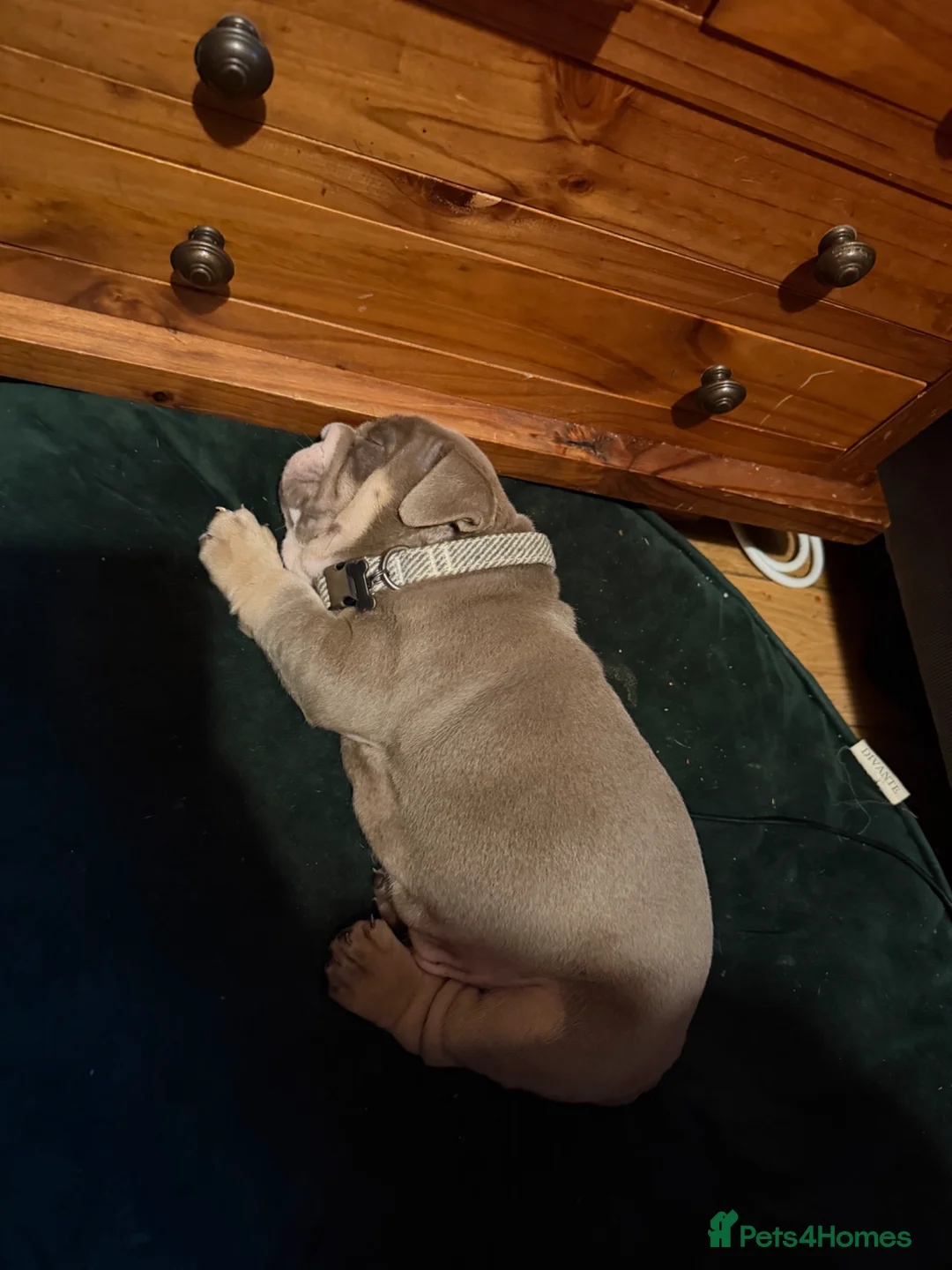 English Bulldog dogs for sale: English bulldog in Wigan - Advert 6