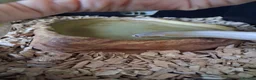 Corn Snake reptiles for sale: Various corn snakes for sale, Snow Tessera & more - Advert 9