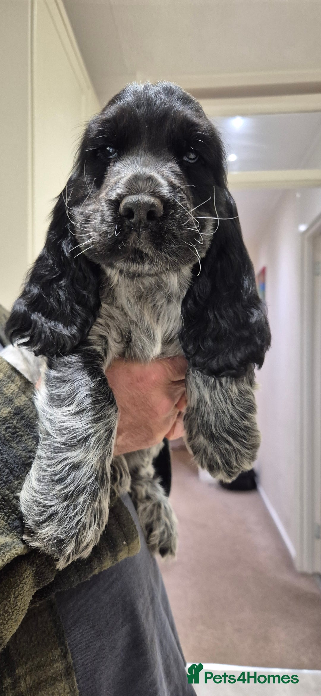 Cocker Spaniel dogs for sale: READY NOW A stunning litter of spaniels  - Advert 21