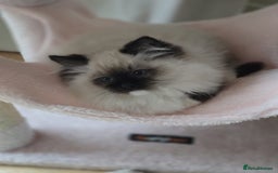 Ragdoll cats for sale: 6 Perfect Affectionate, Ready2Go Pedigree Kittens! - Advert 19