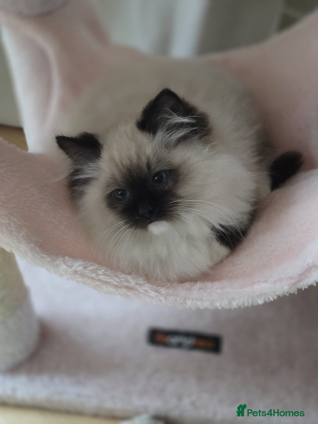 Ragdoll cats for sale: 6 Perfect Affectionate, Ready2Go Pedigree Kittens! - Advert 19