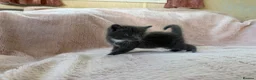 Mixed Breed cats for sale: Beautiful Kittens For Sale  - Advert 14