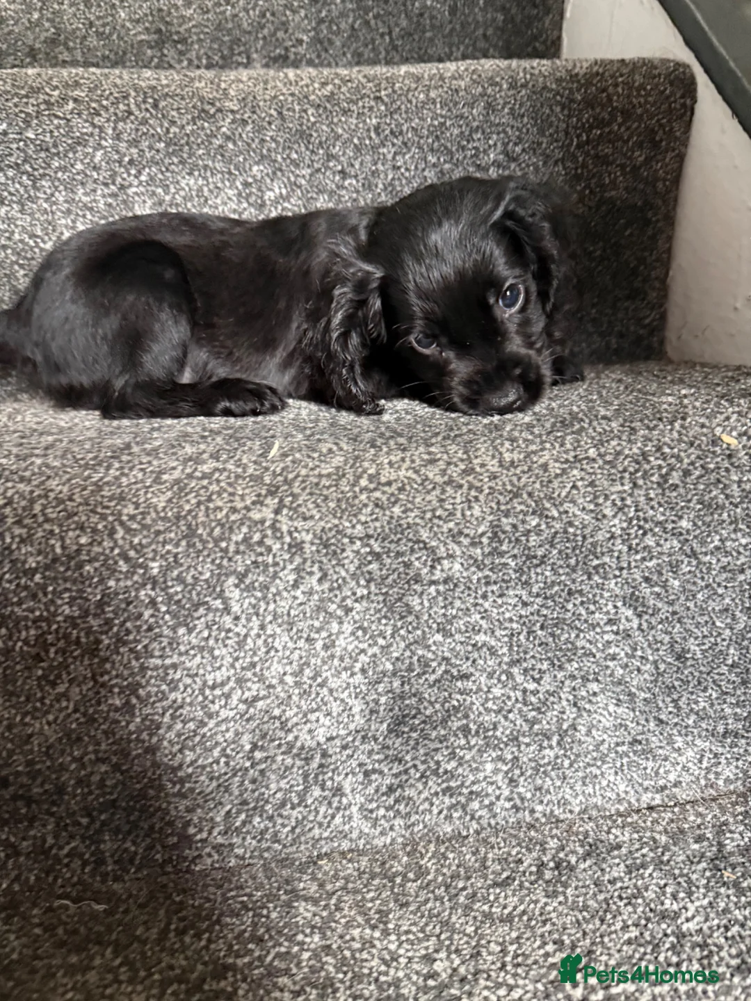 Cocker Spaniel dogs for sale: Cocker Spaniel Puppies READY NOW - Advert 6