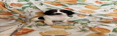 Cocker Spaniel 2