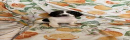 Cocker Spaniel dogs for sale: Cocker Spaniel Puppies  in Bishop Auckland - Advert 10