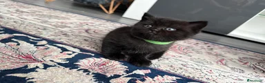 Green collar