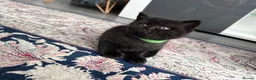 British Shorthair cats for sale: Exceptional BSH kittens  - Advert 10