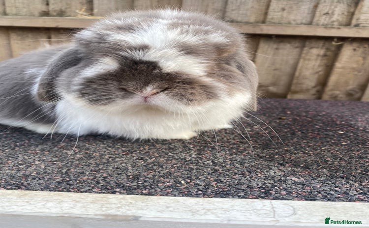 Mini Lop rabbits - Advert 16
