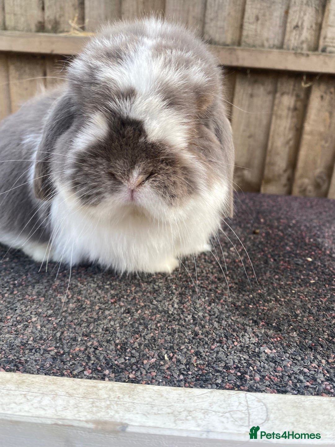 Mini Lop rabbits for sale: Mini lops  - Image 1