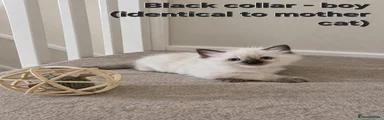 Black collar boy