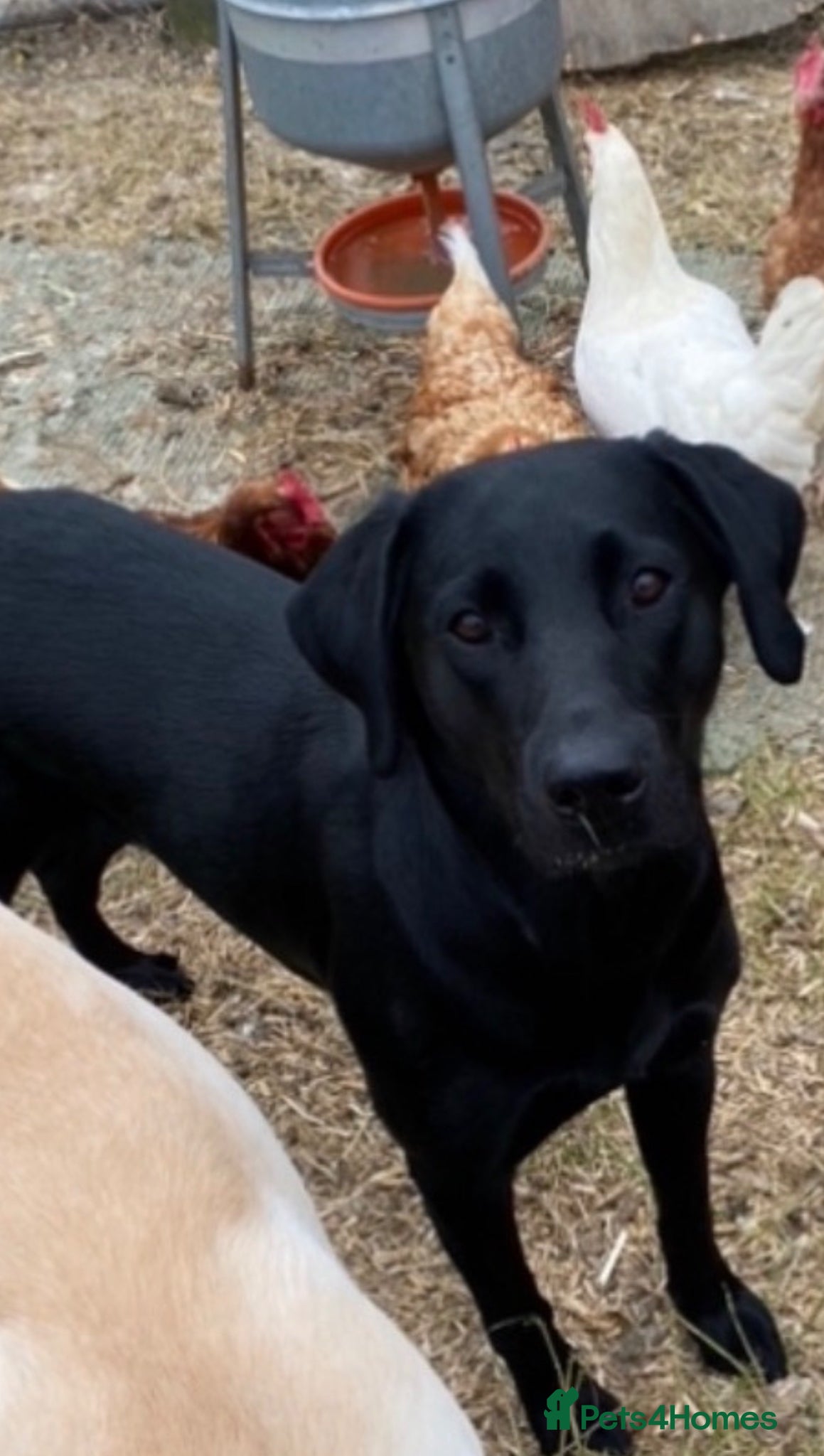 Labrador Retriever dogs Labrador puppies - Advert 1