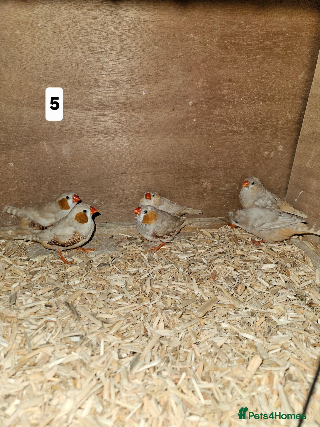 Finches birds for sale: Zebra finch   - Advert 10
