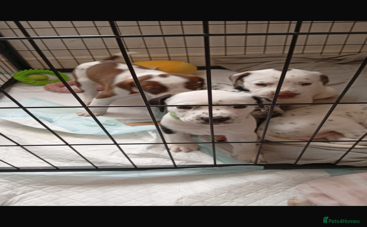 Mixed Breed dogs - Advert 3